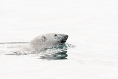 在水中游泳的白色北极熊